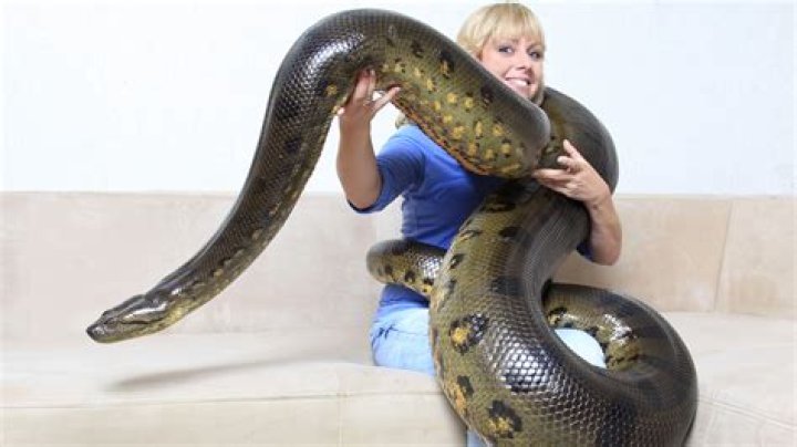 Who would win a Python or Anaconda?