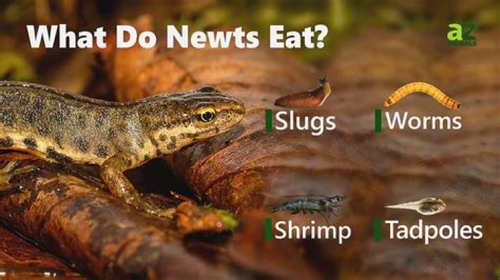 Who's obscurus does Newt have?