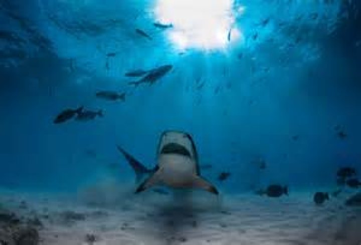Why are sharks coming closer to shore?