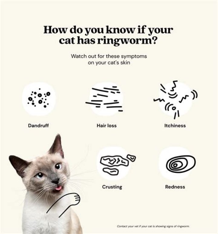 Why do cats give nose kisses?