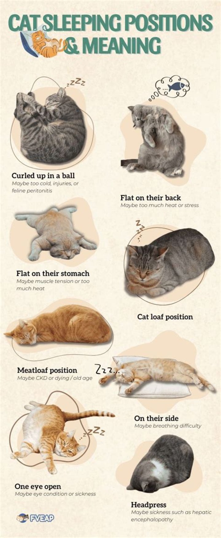 Why do cats lay on you when you sleep?