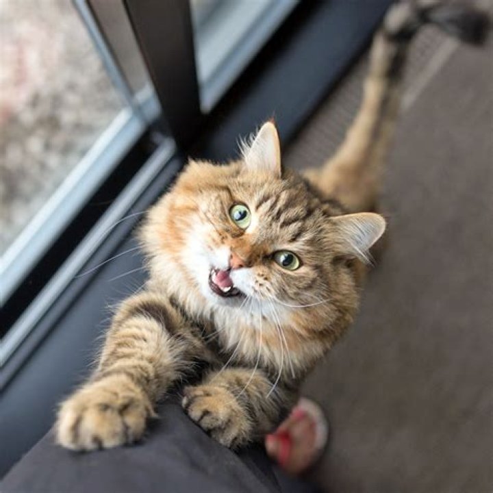 Why do cats meow at humans?