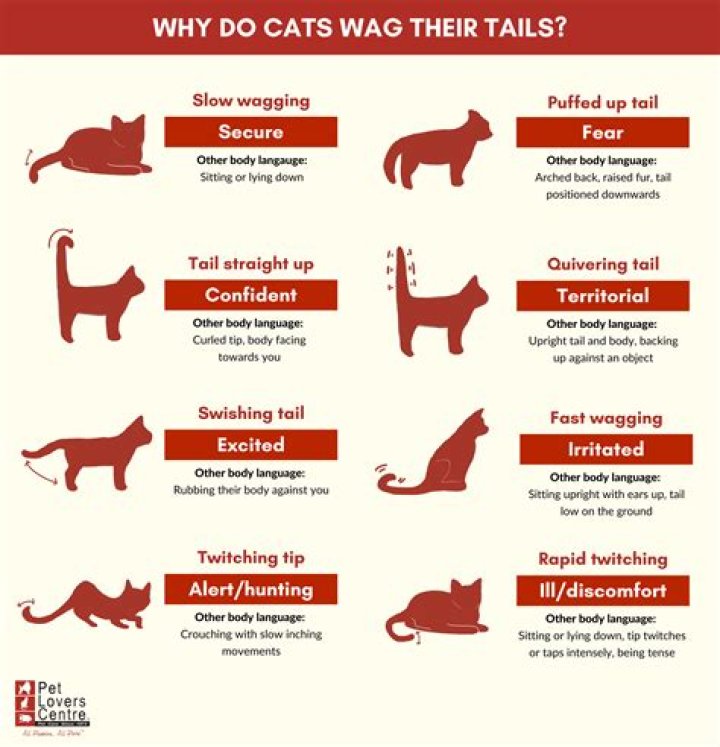 Why do cats not like their tails being touched?
