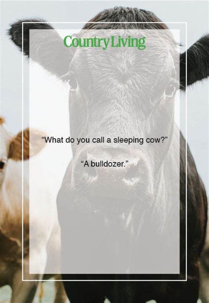 Why do cows charge dogs?