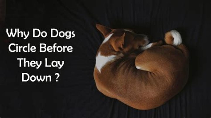 Why do dogs circle when poop is magnetic?