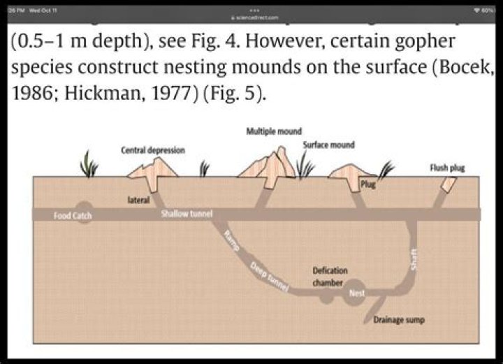 Why do gophers come to the surface?