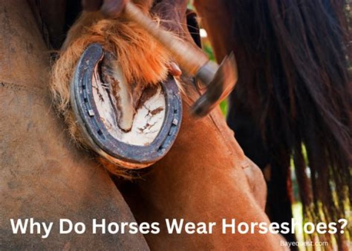 Why do horses flick their heads?