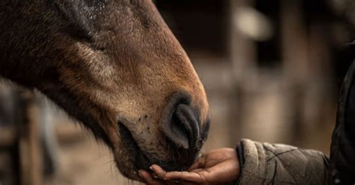 Why do horses nibble on clothes?