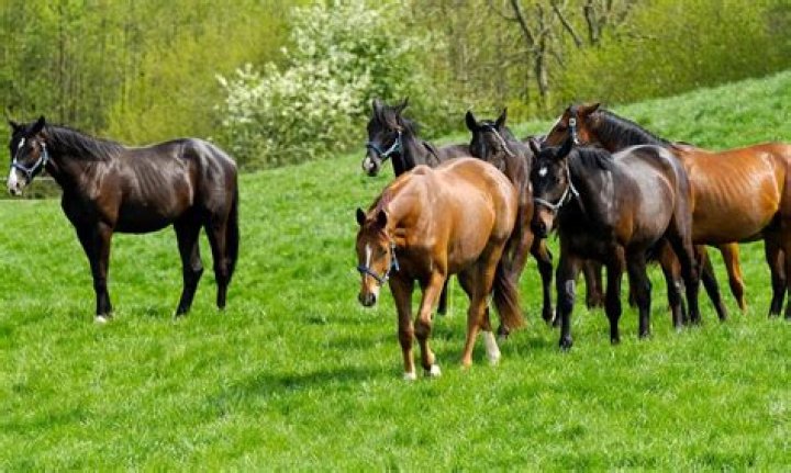 Why do horses rear up?