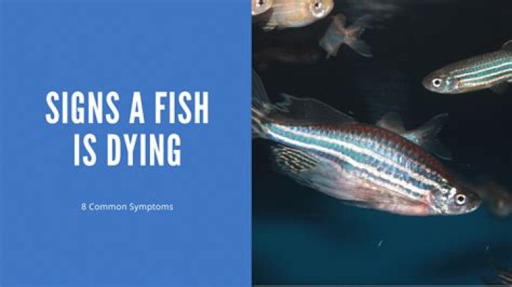 Why do my fish seem to be gasping for air?