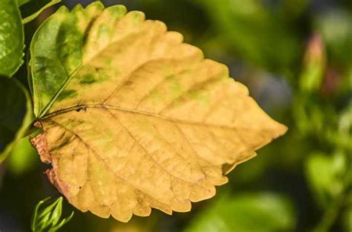 Why do plant leaves turn brown and yellow?