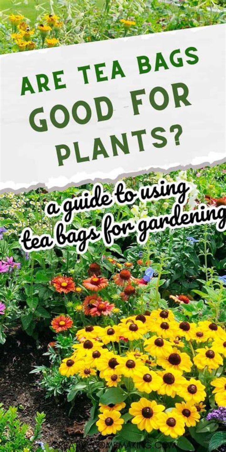 Why do you put tea bags on your garden?