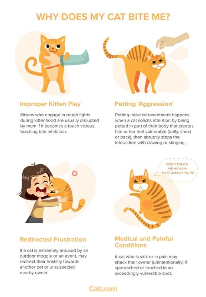 Why does my cat keep meowing at her kittens?