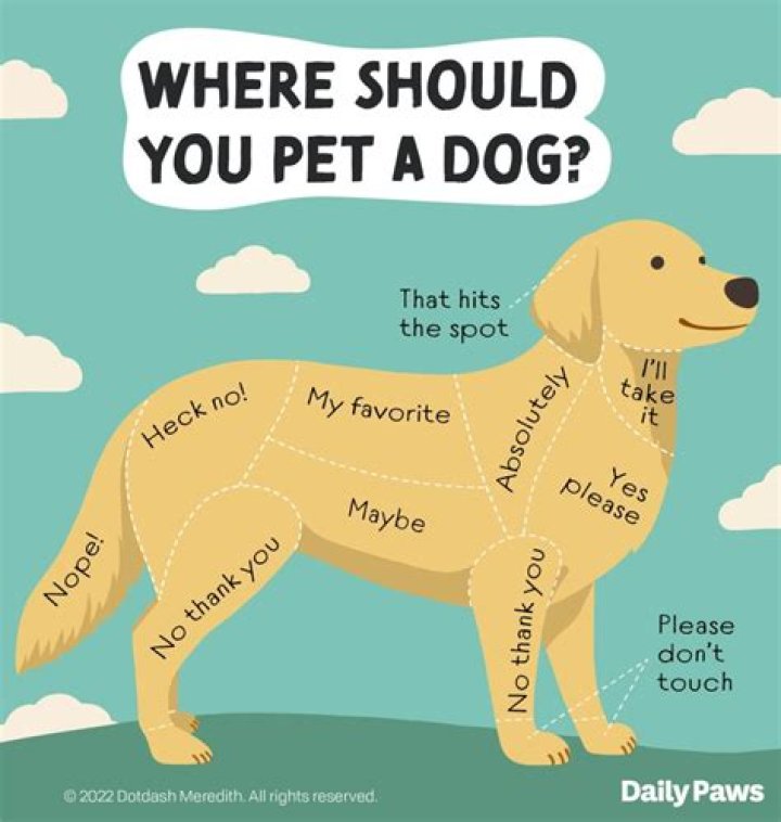 Why does my dog walk away from me?