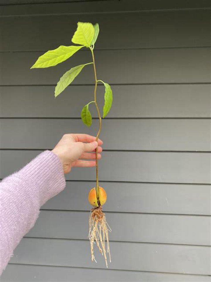 Why is my avocado tree leaves curling?