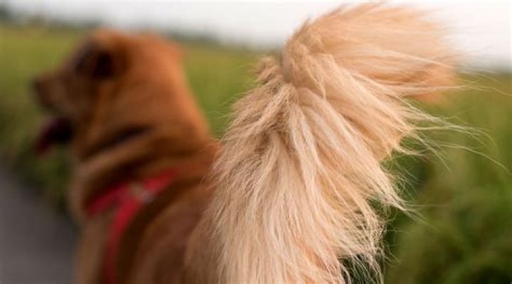 Why is my dog's tail red?
