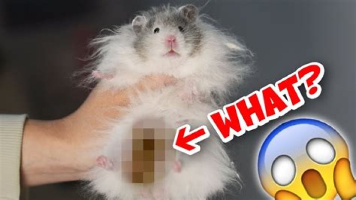 Why is my hamster scratching the glass?