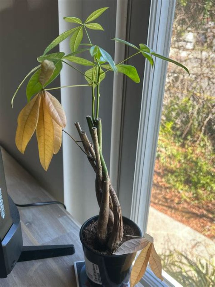 Why is my money plant dying?