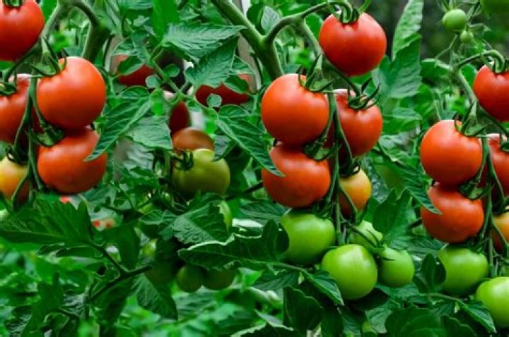 Why is my tomato plants growing tall but not producing fruit?
