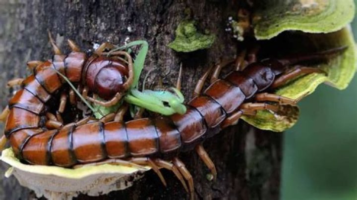 Will centipedes crawl on you?