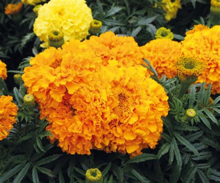 Will marigolds keep slugs away?
