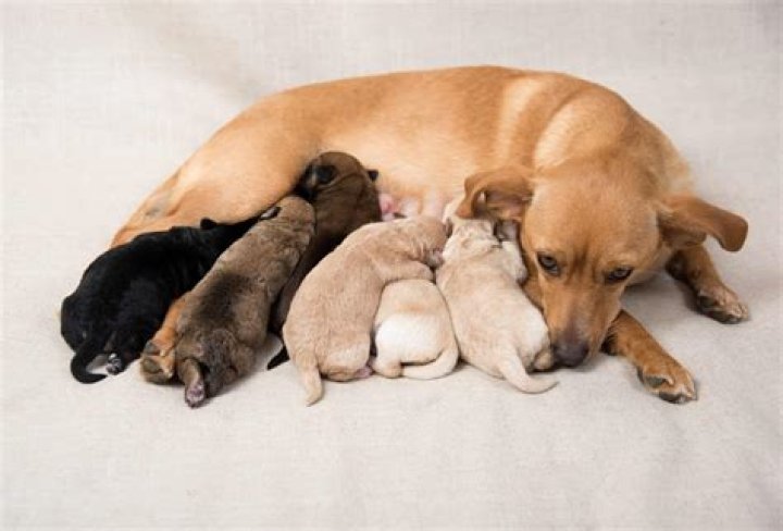 Will Mom dogs eat their puppies?