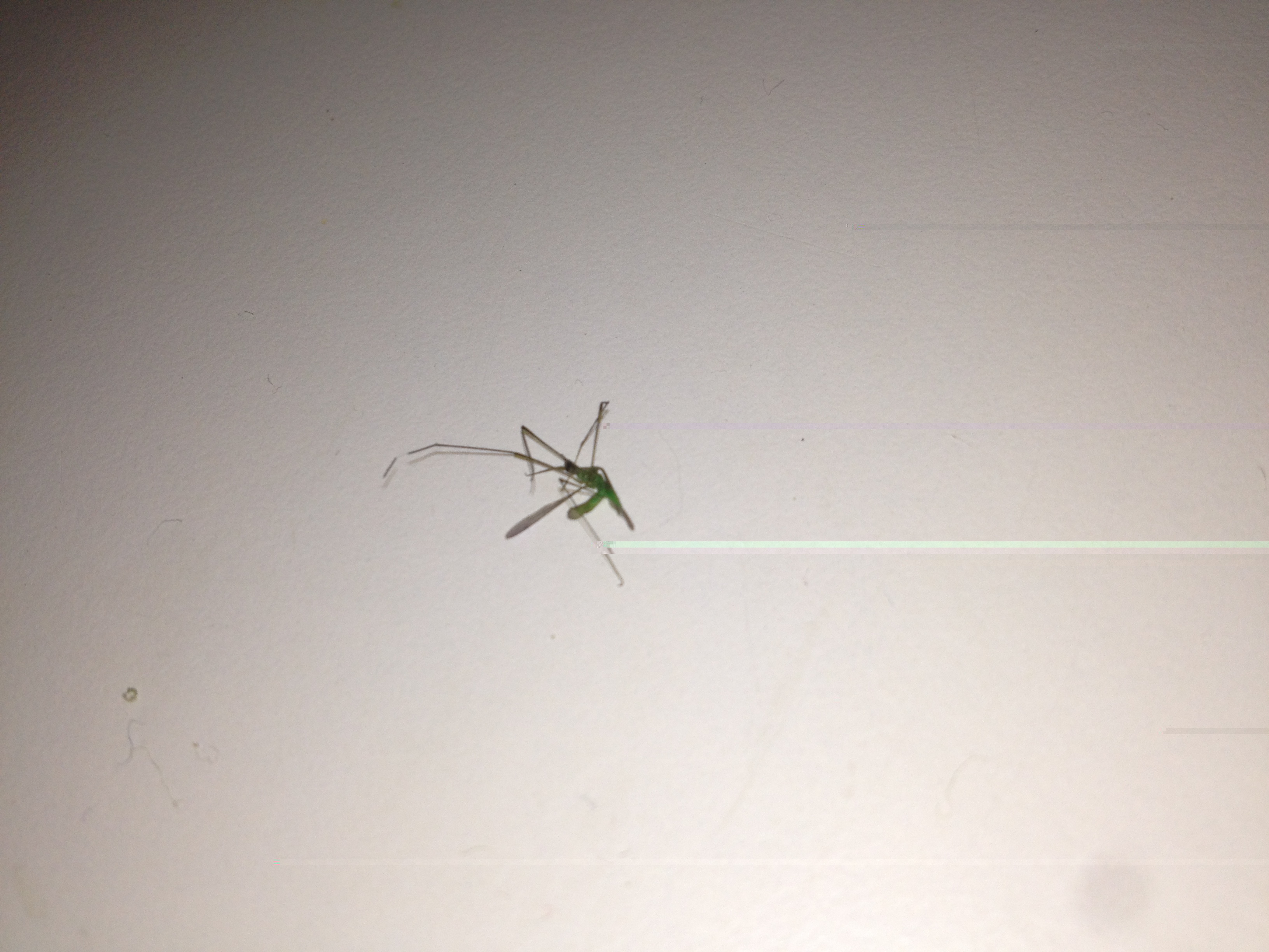 light green mosquito