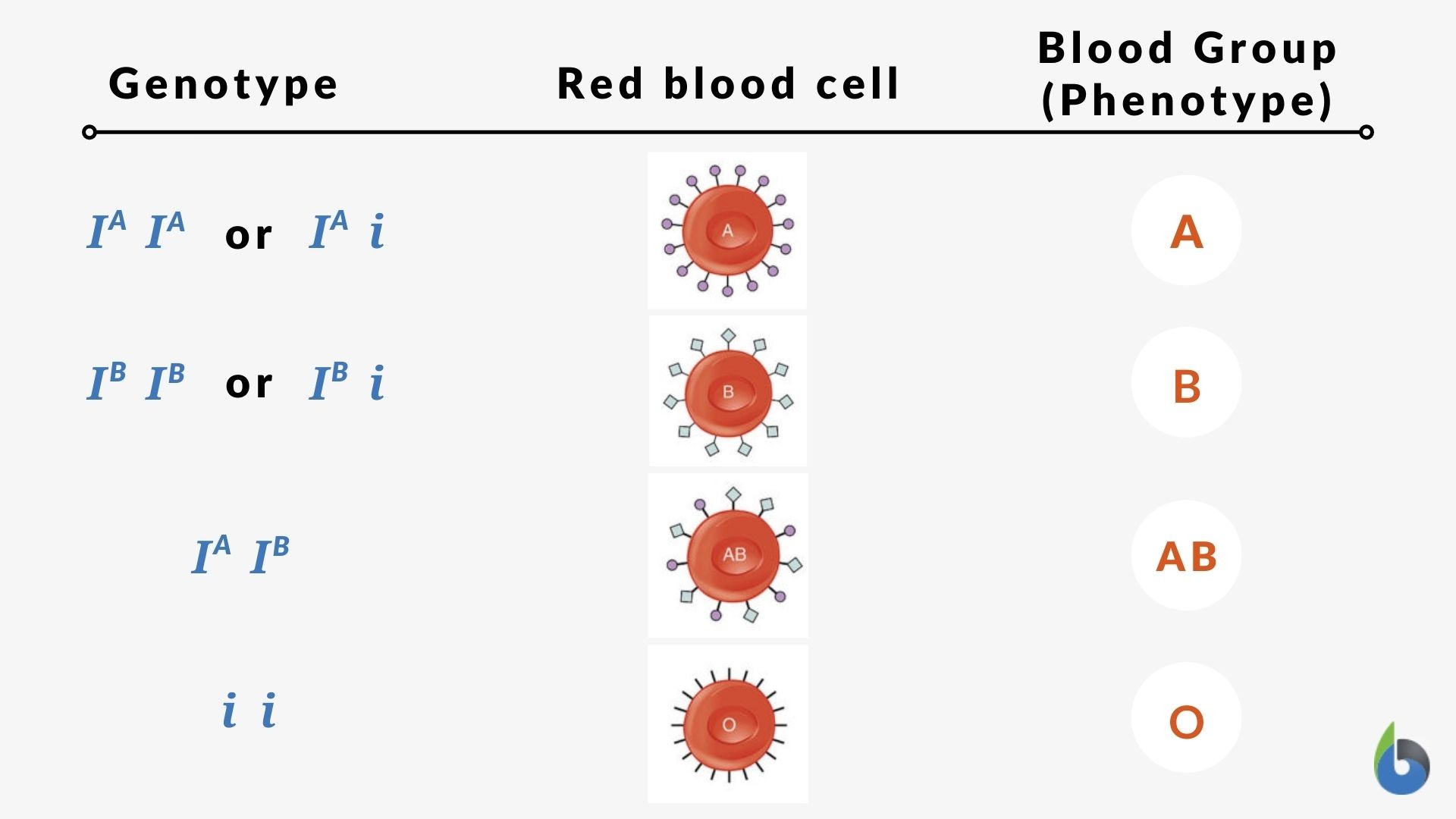 Expression of alleles resulting in different blood groups.
