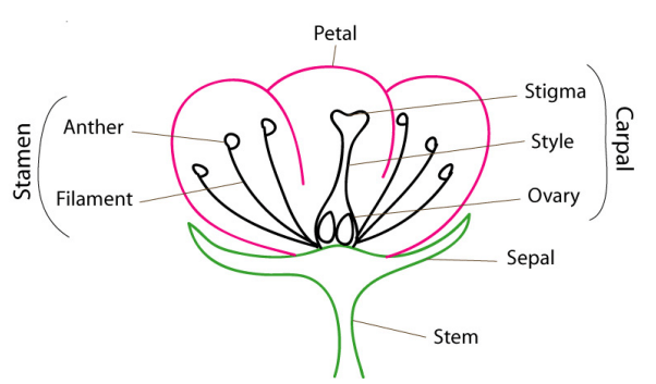 Asexual and sexual reproduction- differences! - Biology Forum