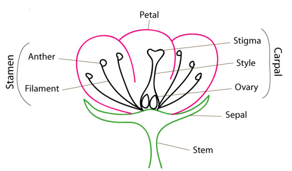 Asexual And Sexual Reproduction- Differences! - Biology Forum