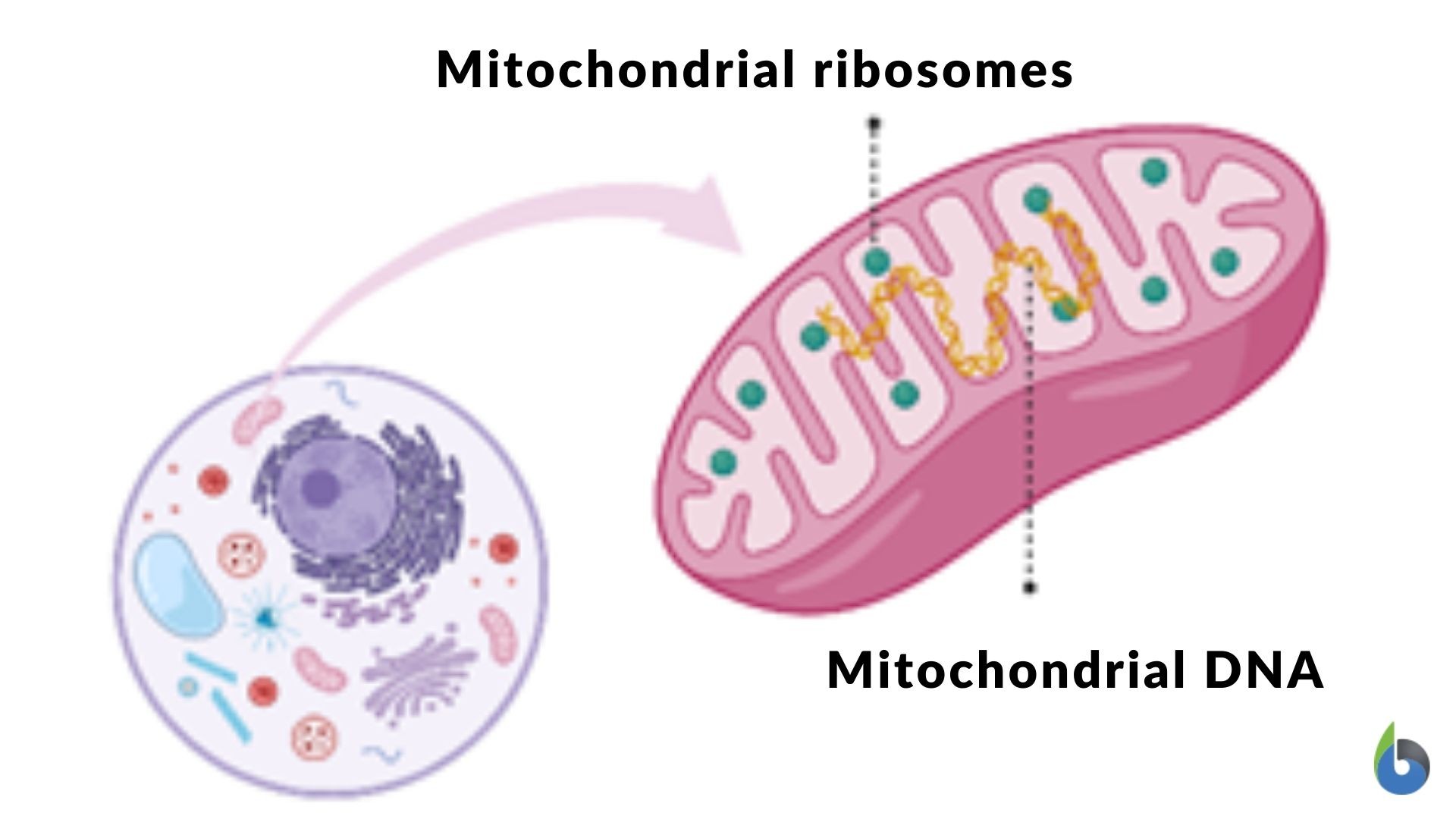 Figure 3: Location of mitochondrial ribosomes (image source: Dr Amita Joshi)