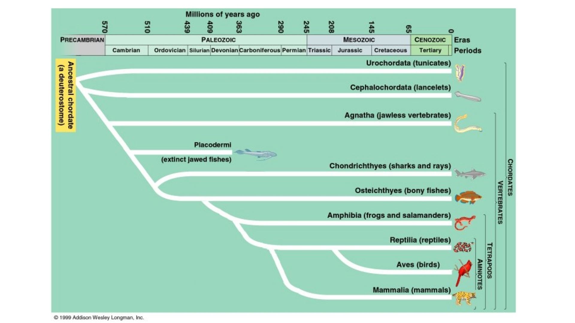 Phylogenetic Tree of the Phylum Chordata
