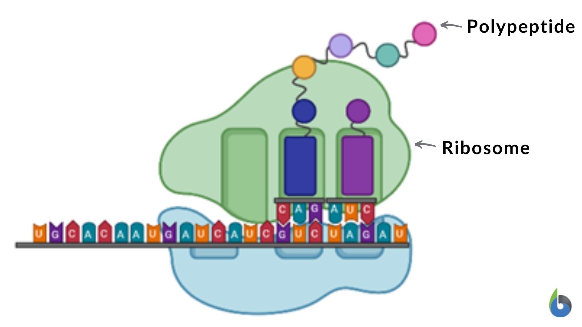 Where does protein synthesis take place - Biology Forum