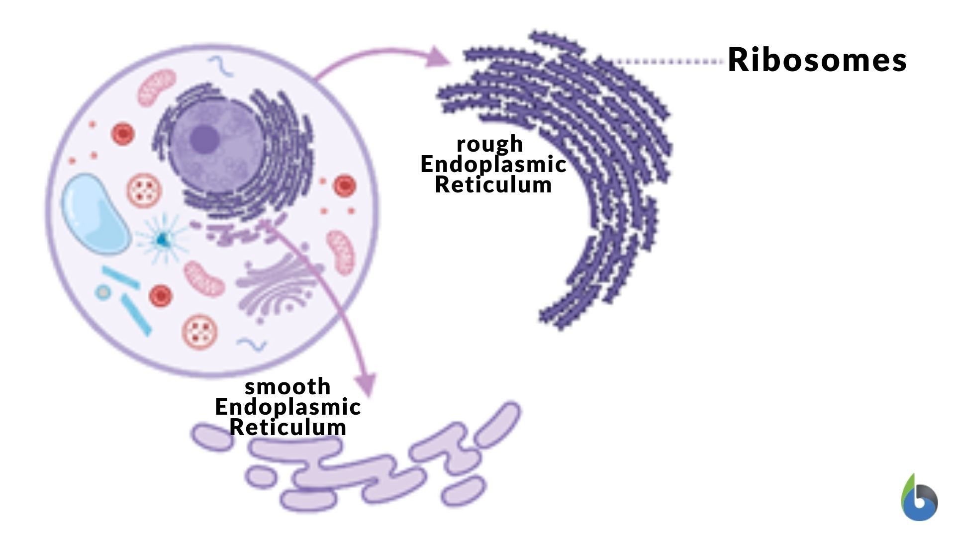 Figure 2: Rough and Smooth endoplasmic reticulum (ER) (Image sources: Dr Amita Joshi)