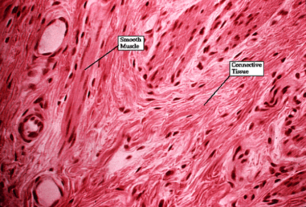 Smooth Muscle Vs Dense Regular Connective Tissue Biology Forum