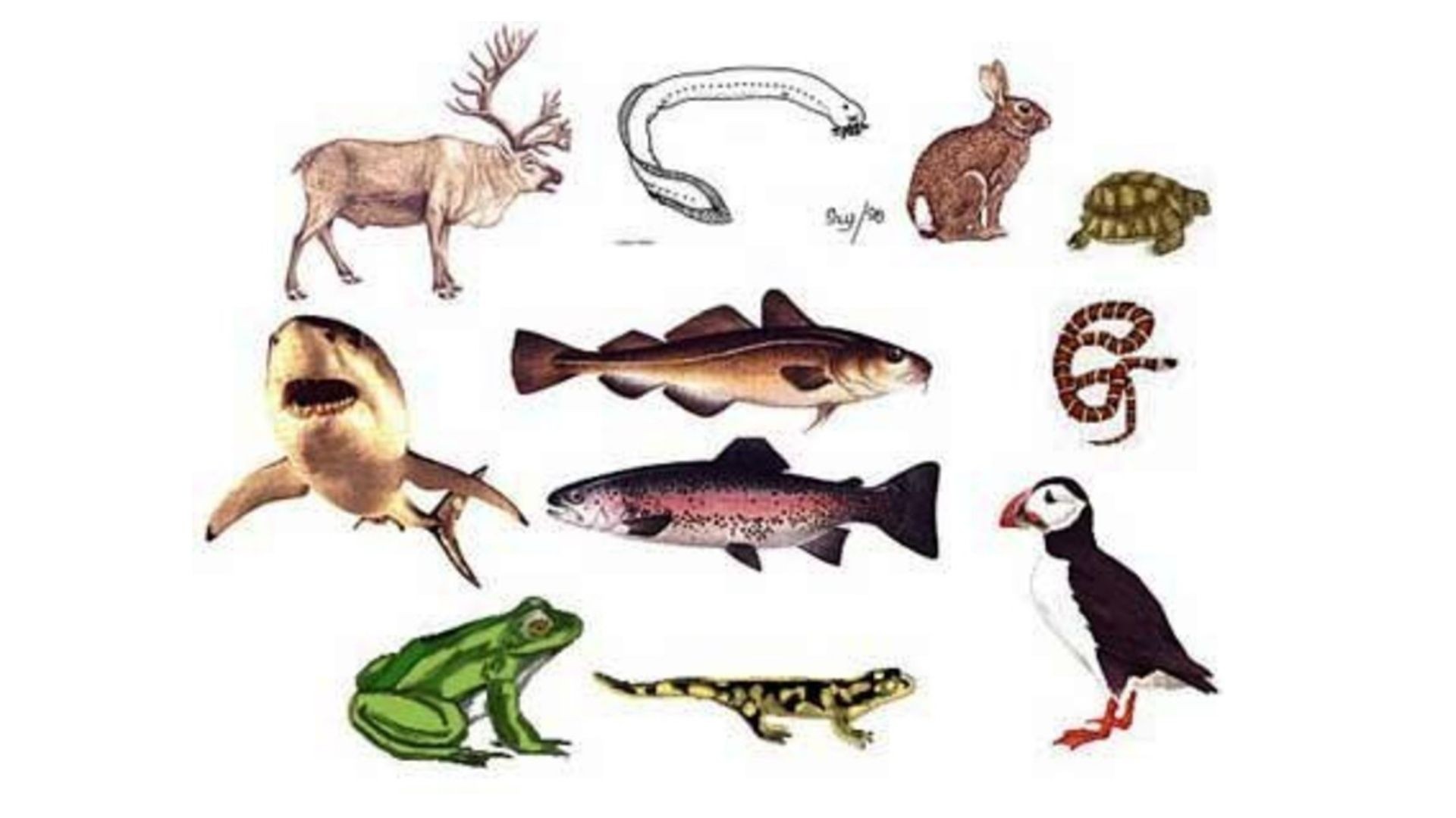 animals that belong to the classification Chordata
